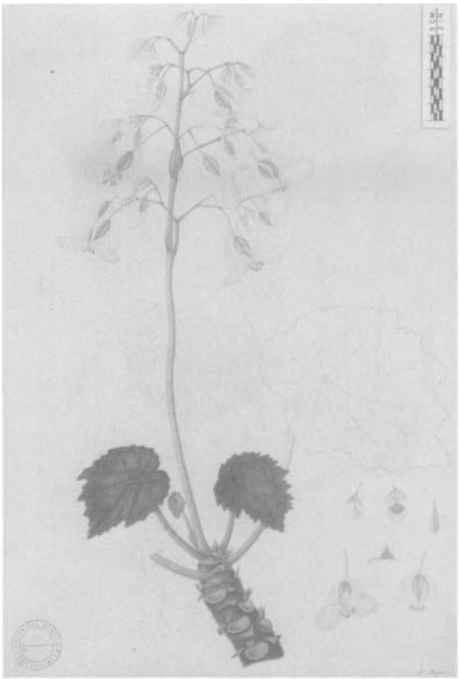 B. polygonata